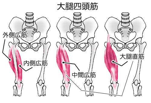 太ももの筋肉について説明 詳しく知って膝痛 肉離れを予防 ありす鍼灸整骨院 香川県高松市十川東町 1